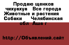 Продаю щенков чихуахуа - Все города Животные и растения » Собаки   . Челябинская обл.,Аша г.